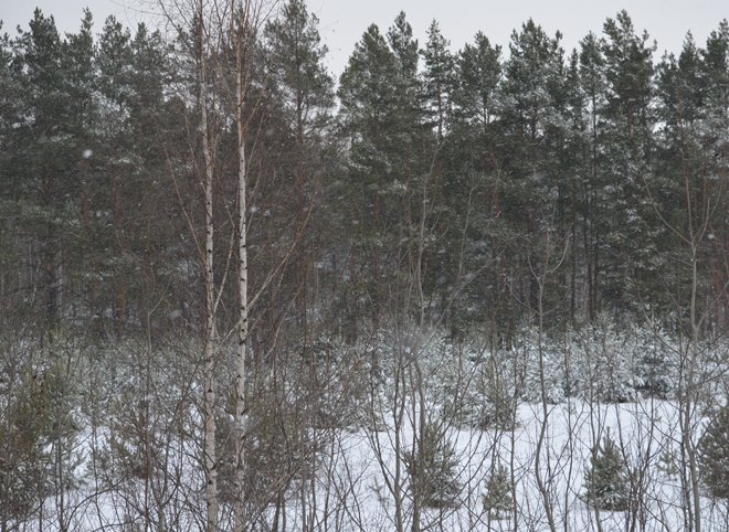 В Томской области 10 школьников потерялись в лесу во время урока физкультуры