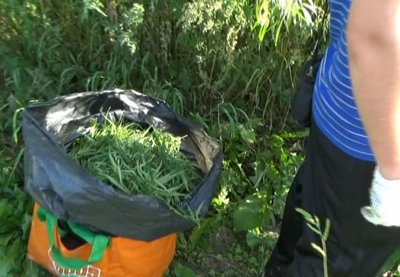 Наркополиция изъяла в Рязани более 10 кг марихуаны