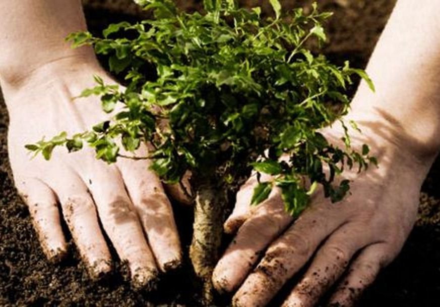 В Рязани за год высадили 7 тысяч деревьев