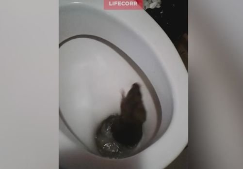 Видео: в туалете рязанского офиса тонет крыса