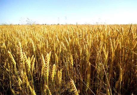 В 2015 году Россия может собрать 100 млн тонн зерна