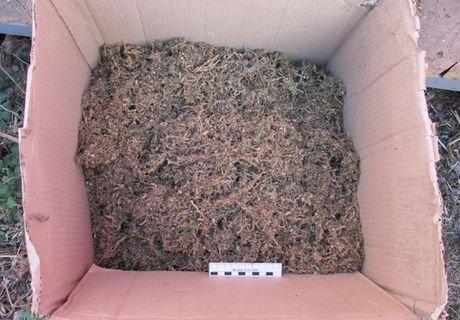 Житель Скопина хранил 1,5 кг марихуаны под кроватью