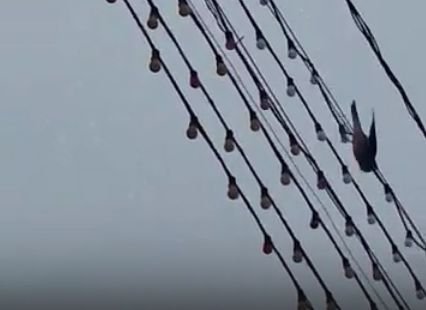 Видео: на площади Ленина ястреб гоняет воробьев
