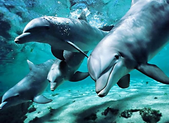 Ученые: дельфины играют с ядовитыми рыбами ради наркотического опьянения