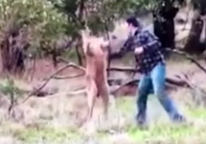 В Австралии мужчина подрался с кенгуру, чтобы спасти собаку