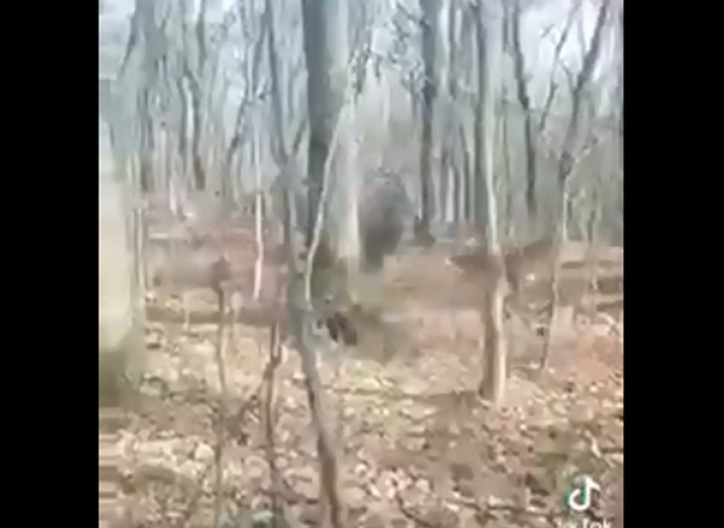 Охотник снял под Рязанью десятки мчащихся через лес косуль