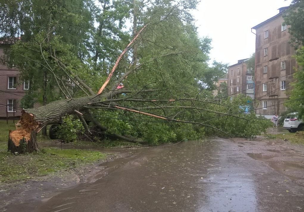 В Шиловском районе дерево упало на провода ЛЭП