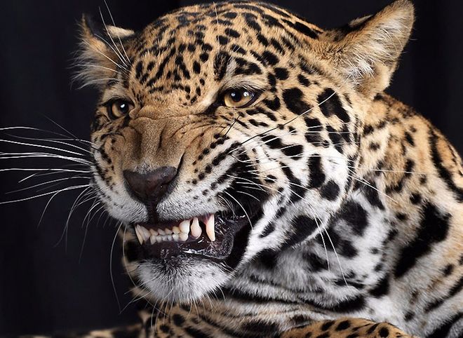 Леопард напал на зрителей в цирке под Красноярском