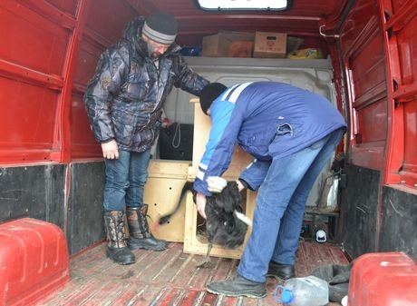 Спасенный в Рязанской области черный лебедь переедет в Калужскую область
