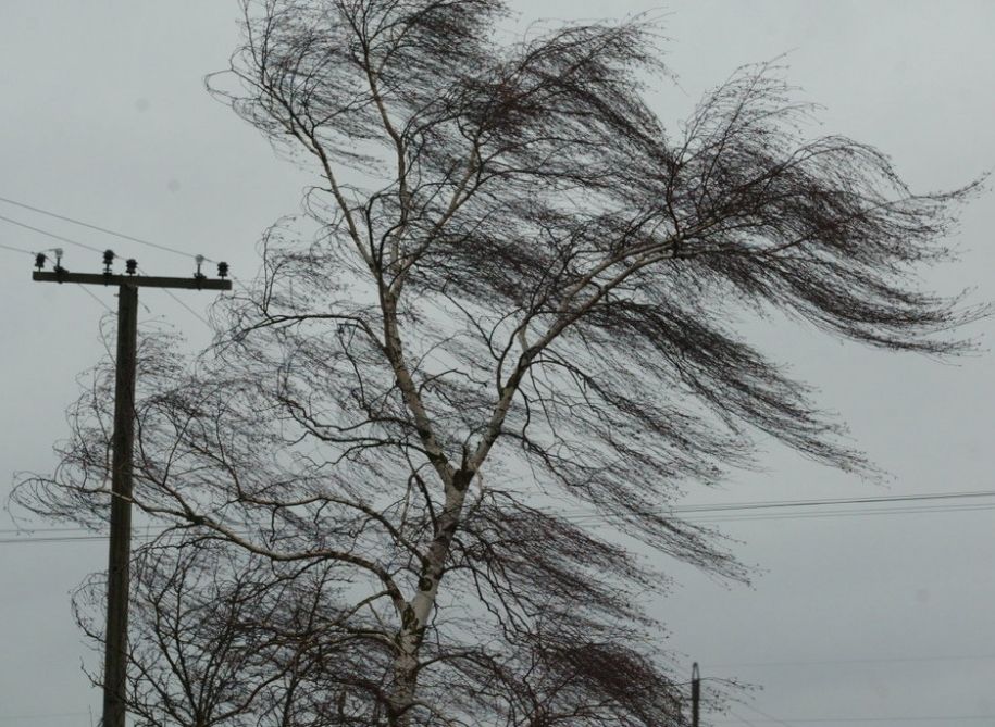 МЧС предупредило рязанцев о резком усилении ветра