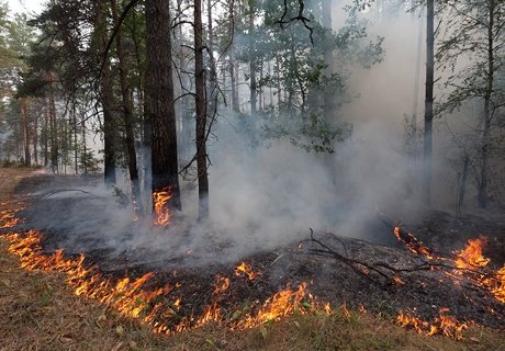 В районе поселка Ласковский под Рязанью загорелся лес