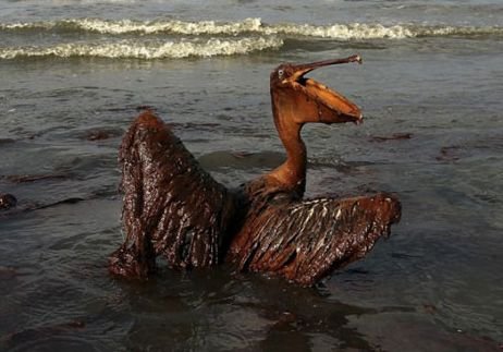 Более 600 тонн нефти вылилось в Мексиканский залив
