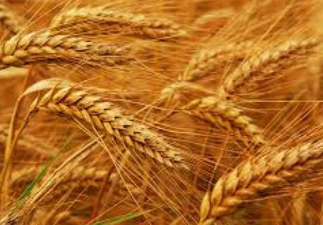 Россия снизила экспорт пшеницы на 18,2%