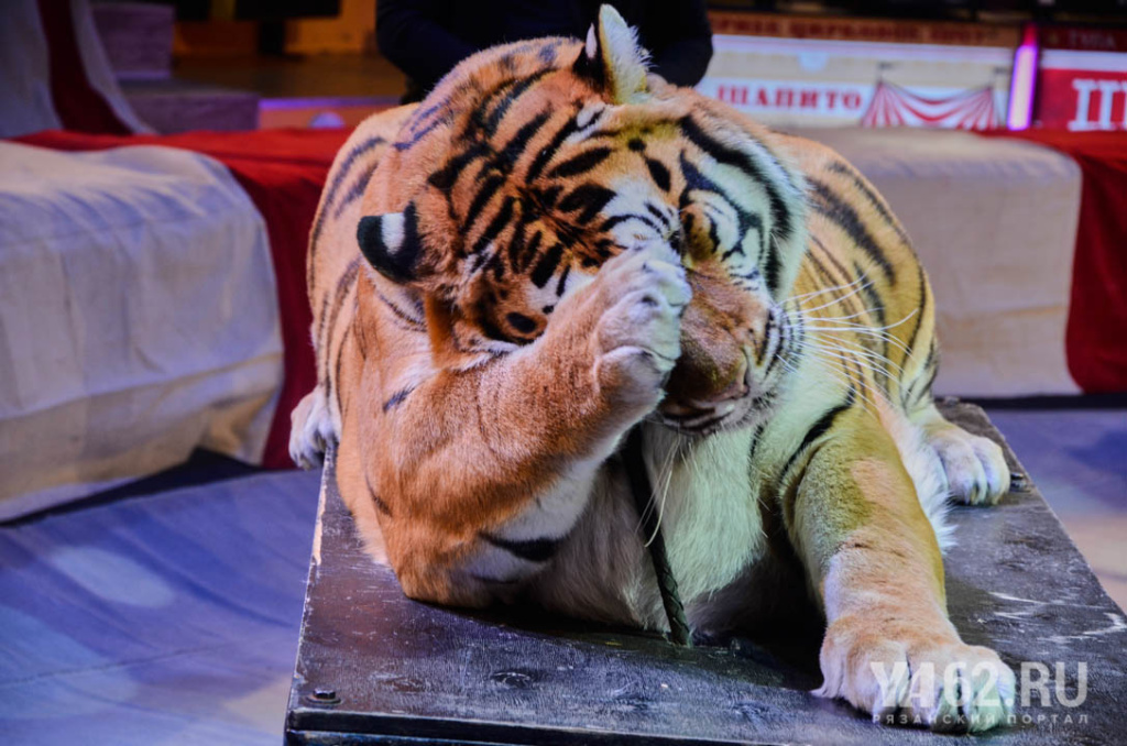 Фото 5 Тигр Маша в Рязанском цирке.JPG