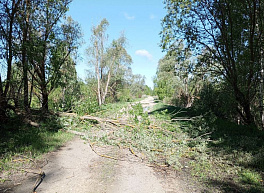 В Касимовском районе сваленные деревья заблокировали проезд   