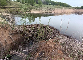В Пронском районе бобры починили плотину на местном пруду