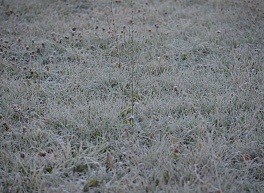 В пятницу в Рязанской области прогнозируют заморозки