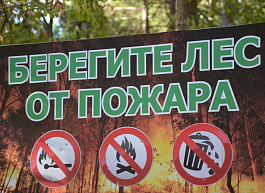 В Солотче из-за «человеческого фактора» произошел лесной пожар
