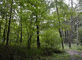 Леса в Рязанской области закроют для посещения из-за обработки от шелкопряда