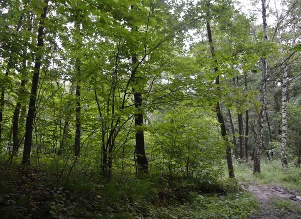 Леса в Рязанской области закроют для посещения из-за обработки от шелкопряда