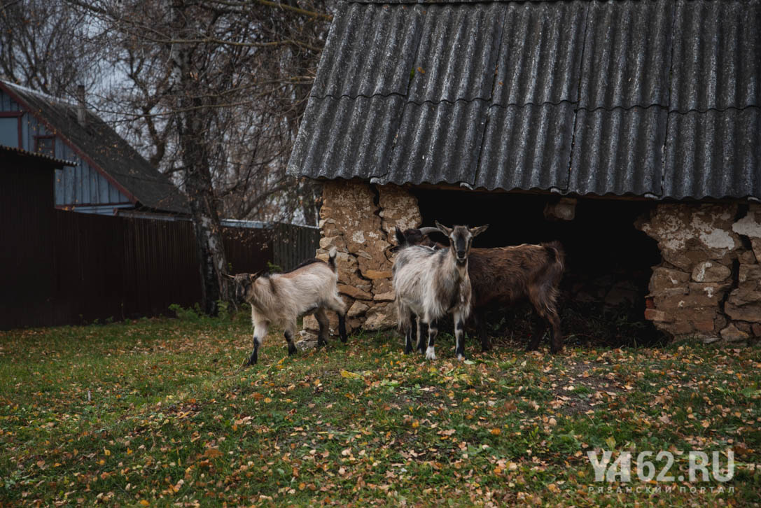 Фото 5 Козы в домохозяйствах Чуриков.JPG