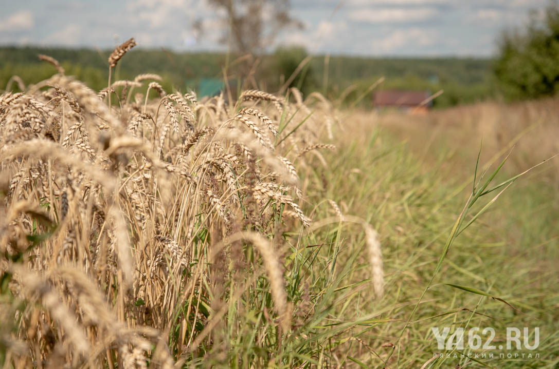 Фото 5 Пшеничное поле и домик.JPG