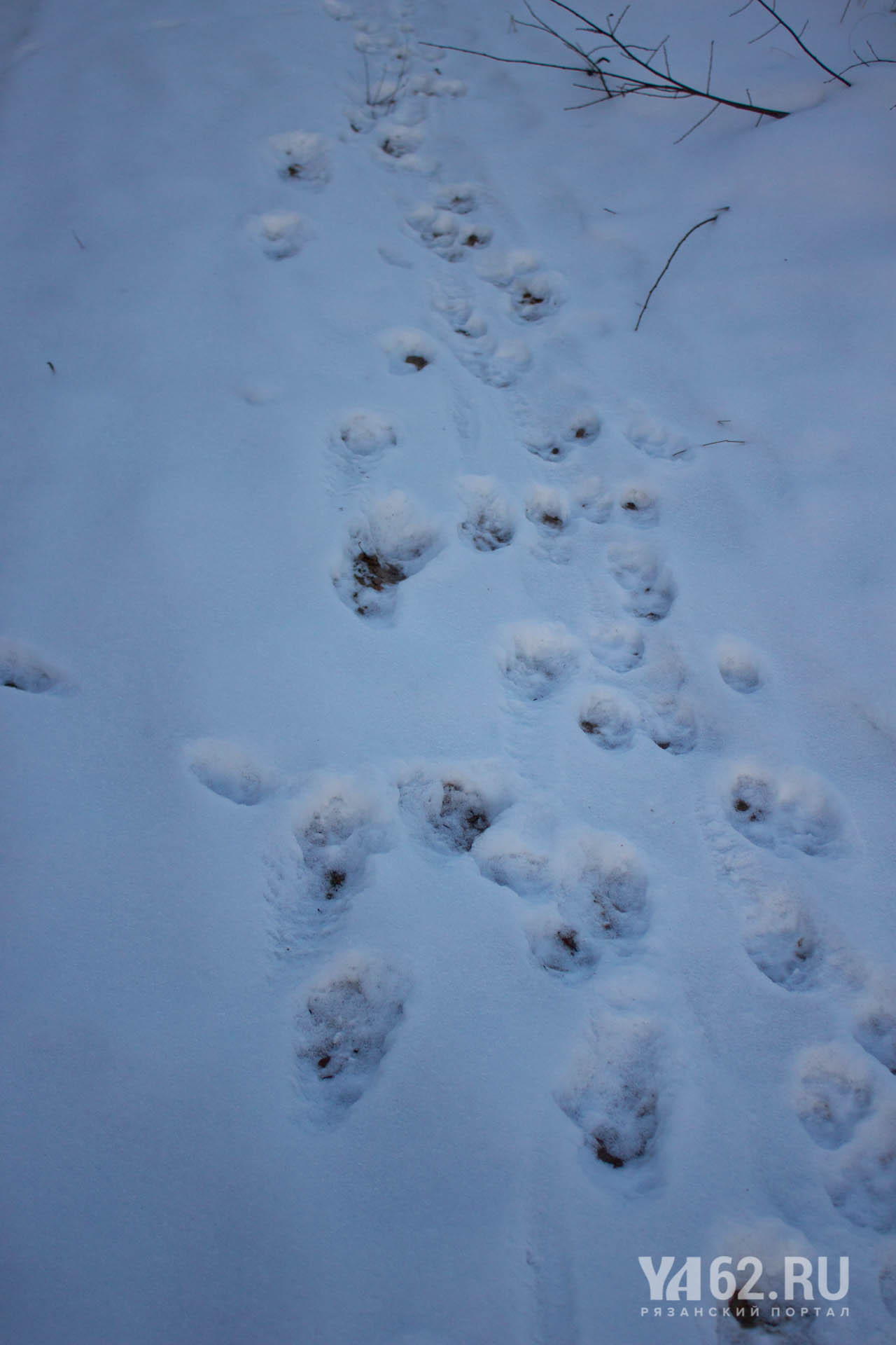 Волчьи следы фото на снегу отличие