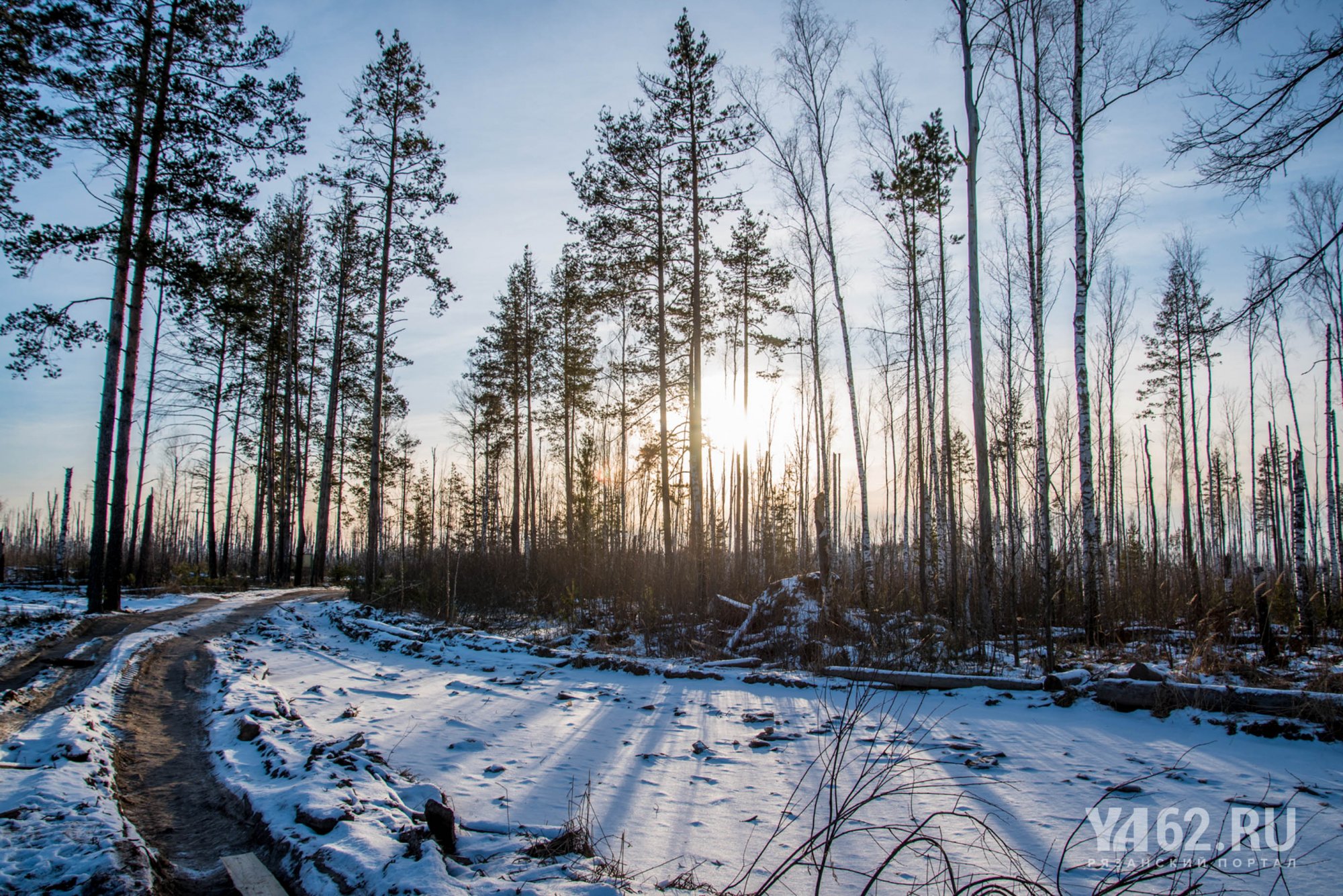 Лес чернеет сквозь снег