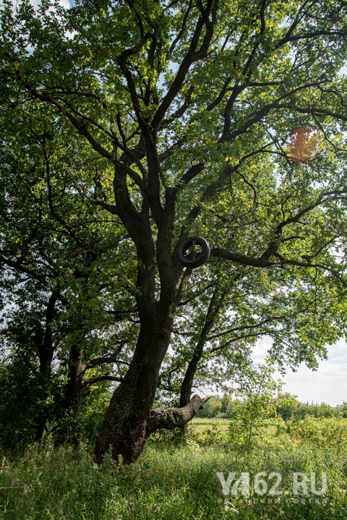 Фото 5 Колесо на дереве Луковский лес.JPG