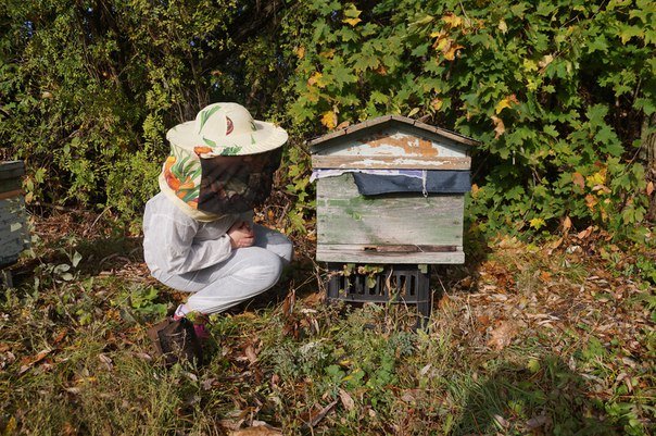пчеловод у улья