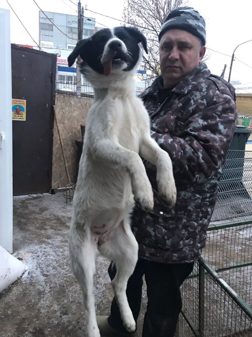 Фото 2 Сотрудник приюта Сергей Селиванов держит собаку.jpg