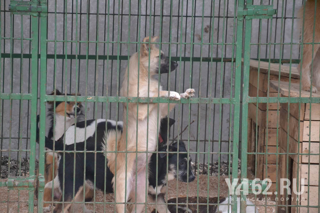 Фото 4 Собаки приюта Марины Селезневой в вольерах.jpg