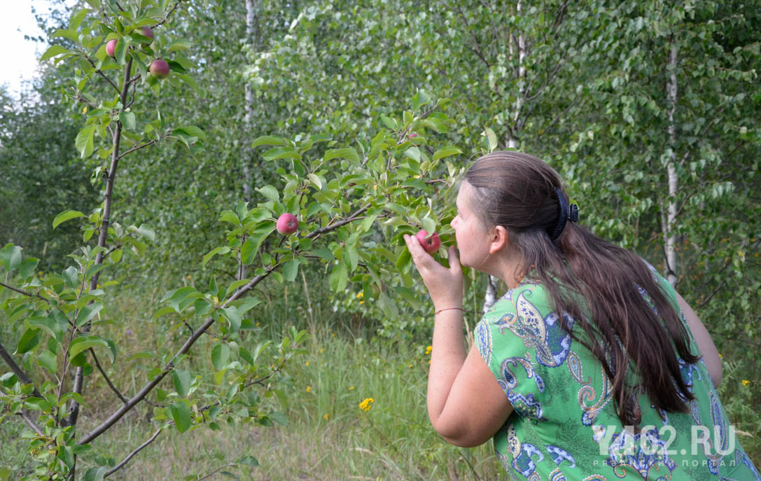 Фото 4 Урожай яблок в Радужном.JPG