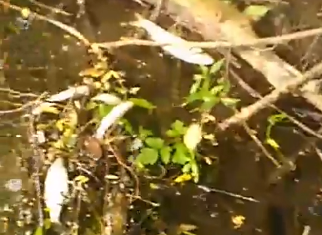 Появилось новое видео с отравленной речки Раки под Рязанью