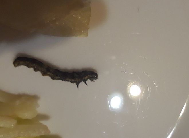Рязанка обнаружила гусеницу в купленном в «Глобусе» салате