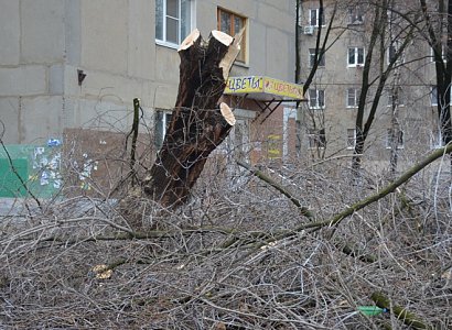 Мэрия Рязани обратилась в прокуратуру из-за вырубки деревьев на улице Яхонтова