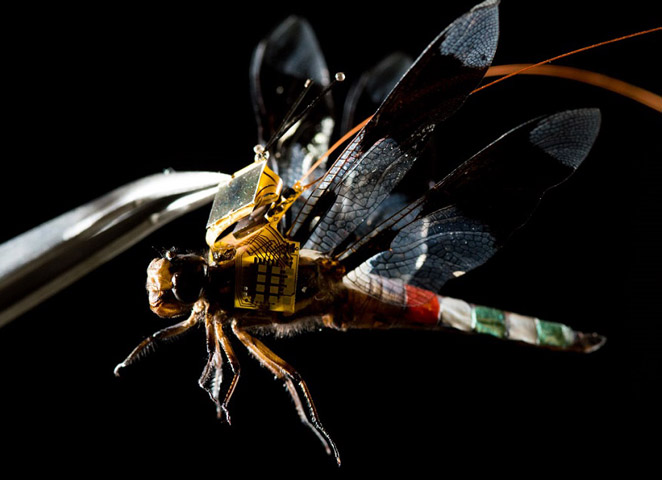 В сети появилось первое видео полета стрекозы-дрона
