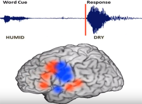 Ученые показали движение мыслей в мозге человека