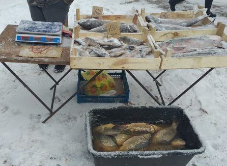 В Рязани выявили нарушения при торговле рыбой