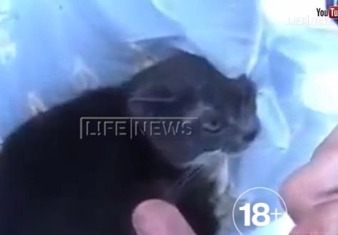 Видео со взрывом кота нашли на помойке