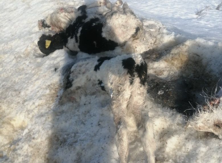 На трассе в Рязанской области обнаружили мертвых телят