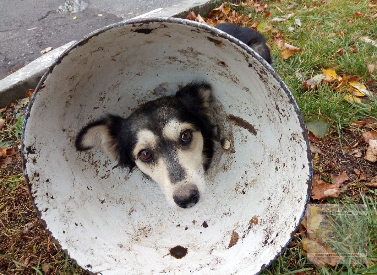 В Пронске спасатели освободили собаку, застрявшую в металлическом конусе