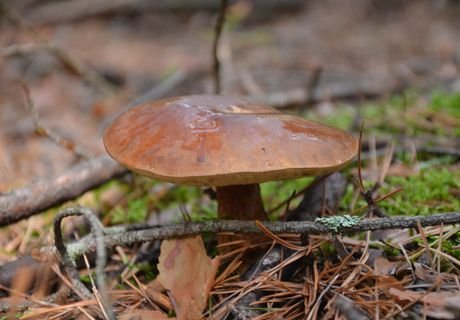 В Москве обнаружили радиоактивные грибы из Рязани