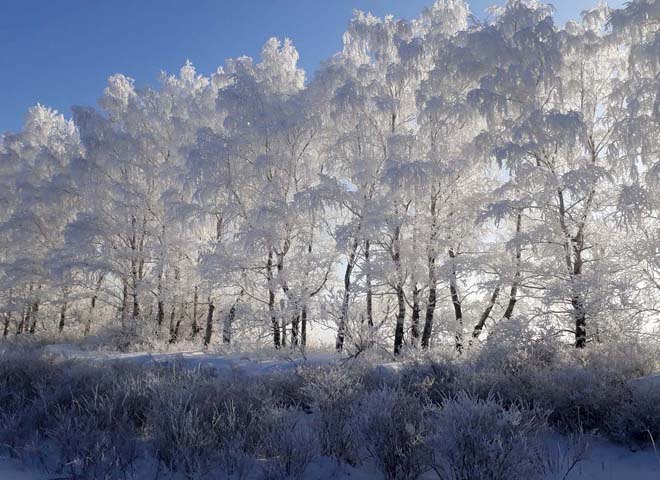 В соцсети «ВКонтакте» опубликованы снимки морозной красоты Рязани