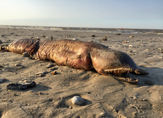 Фото: ураган «Харви» выбросил на берег загадочное морское существо