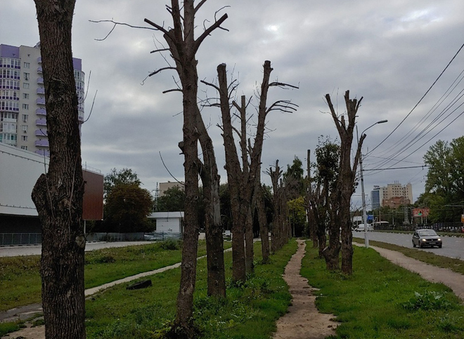В мэрии назвали причину усыхания деревьев на Московском шоссе