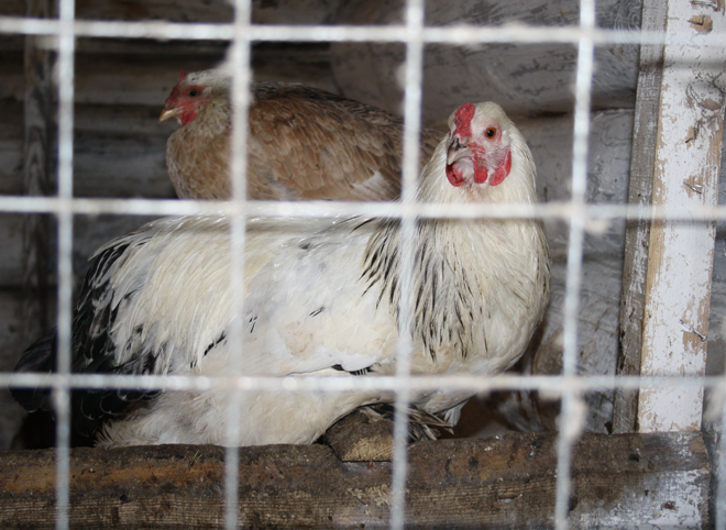 Азербайджан запретил импорт рязанской птицы из-за птичьего гриппа
