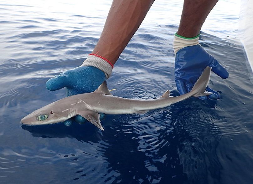В Мексиканском заливе обнаружили новый вид акул