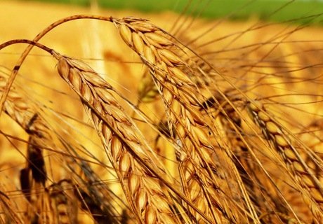 Россия отменяет пошлину на экспорт пшеницы