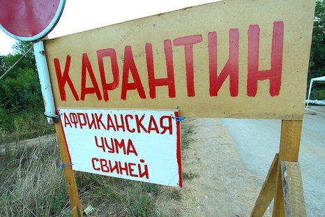 В Тульской области введен карантин из-за АЧС